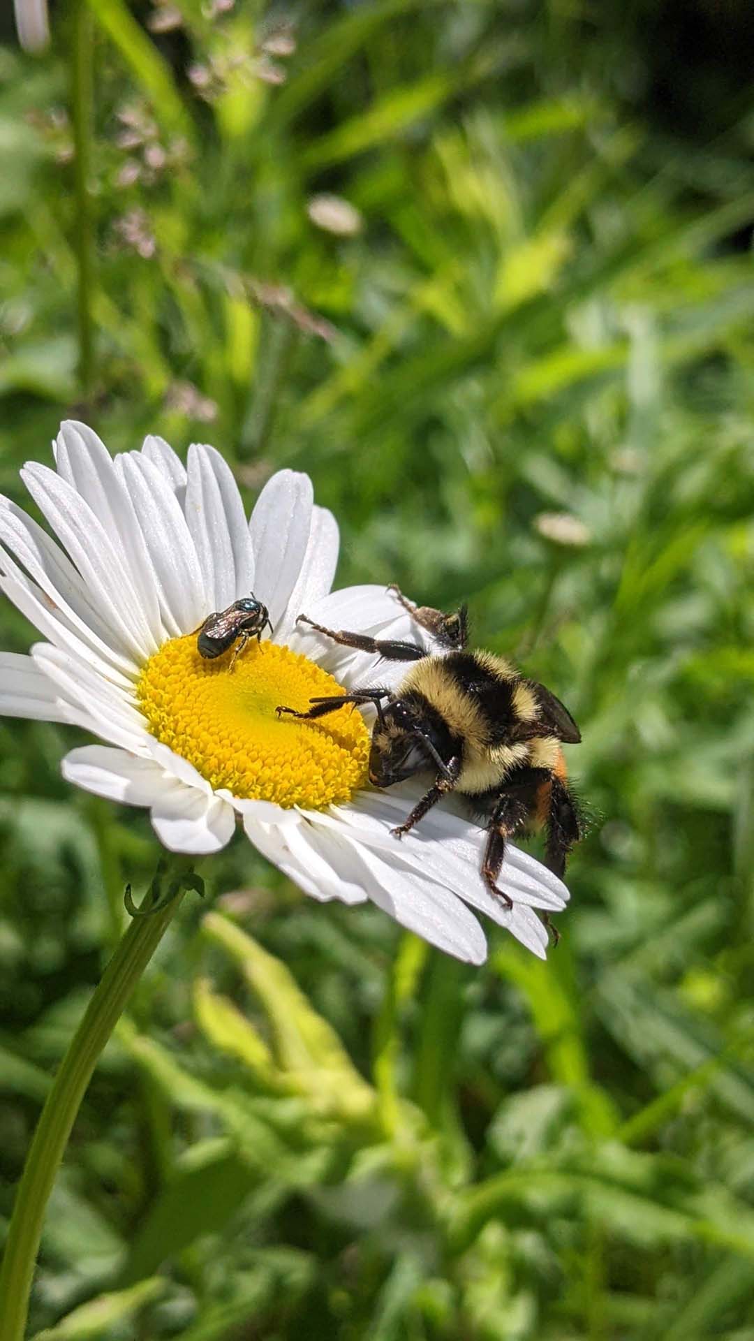 Small Carpenter Bees 