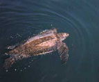 Leatherback Sea Turtle