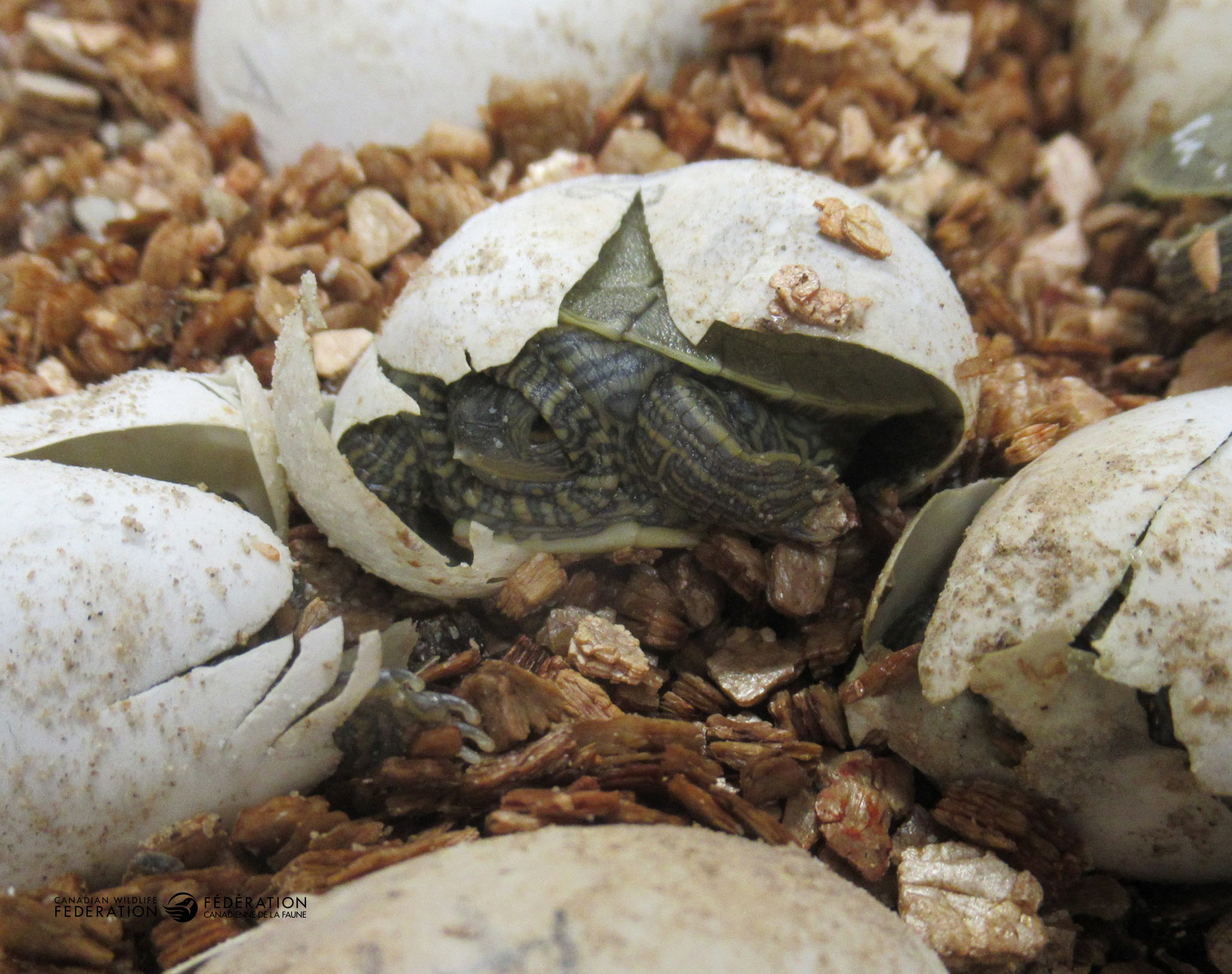 collectied turtle eggs