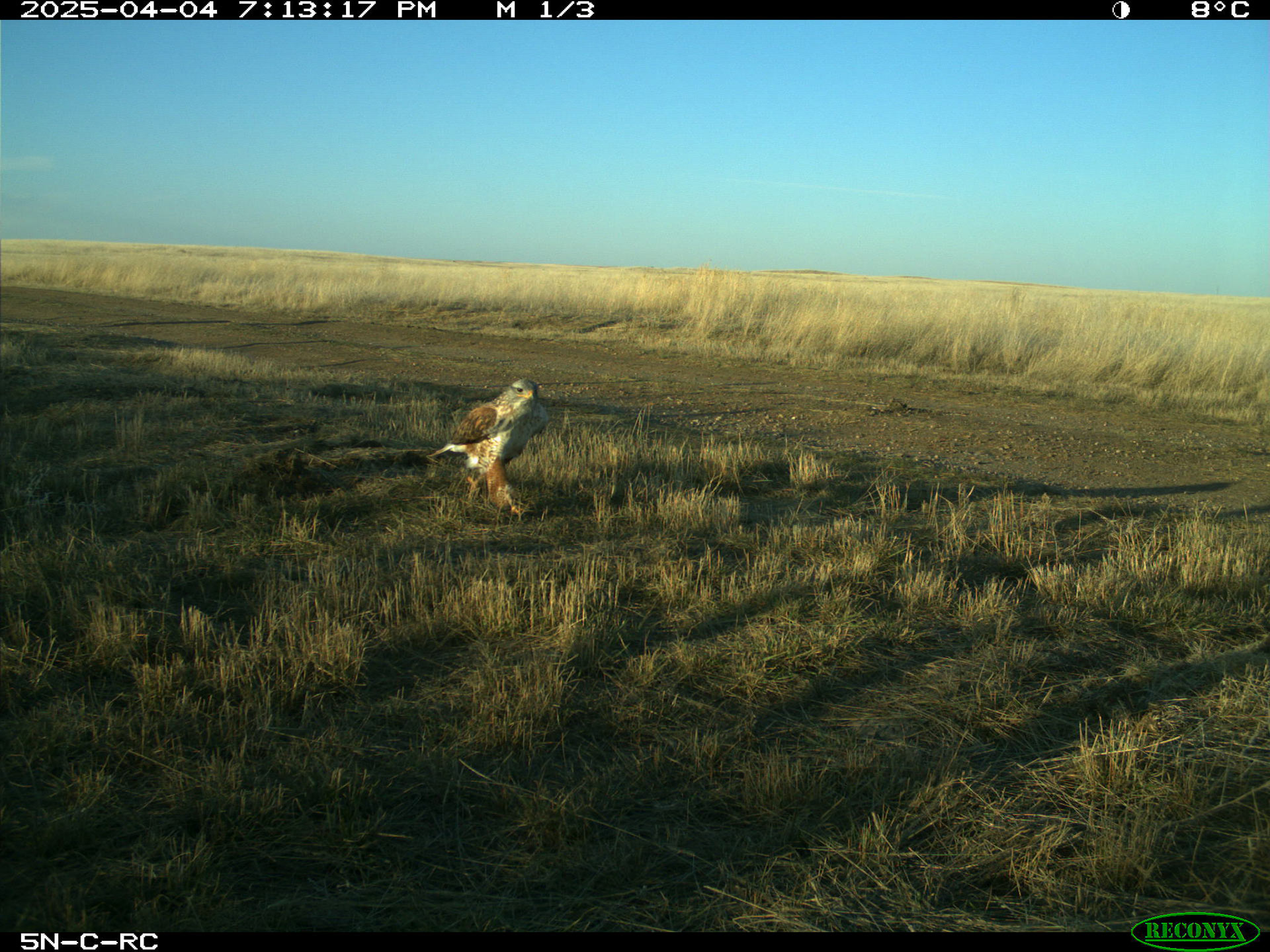 Walking-Ferruginous-Hawk-trail-cam.jpg