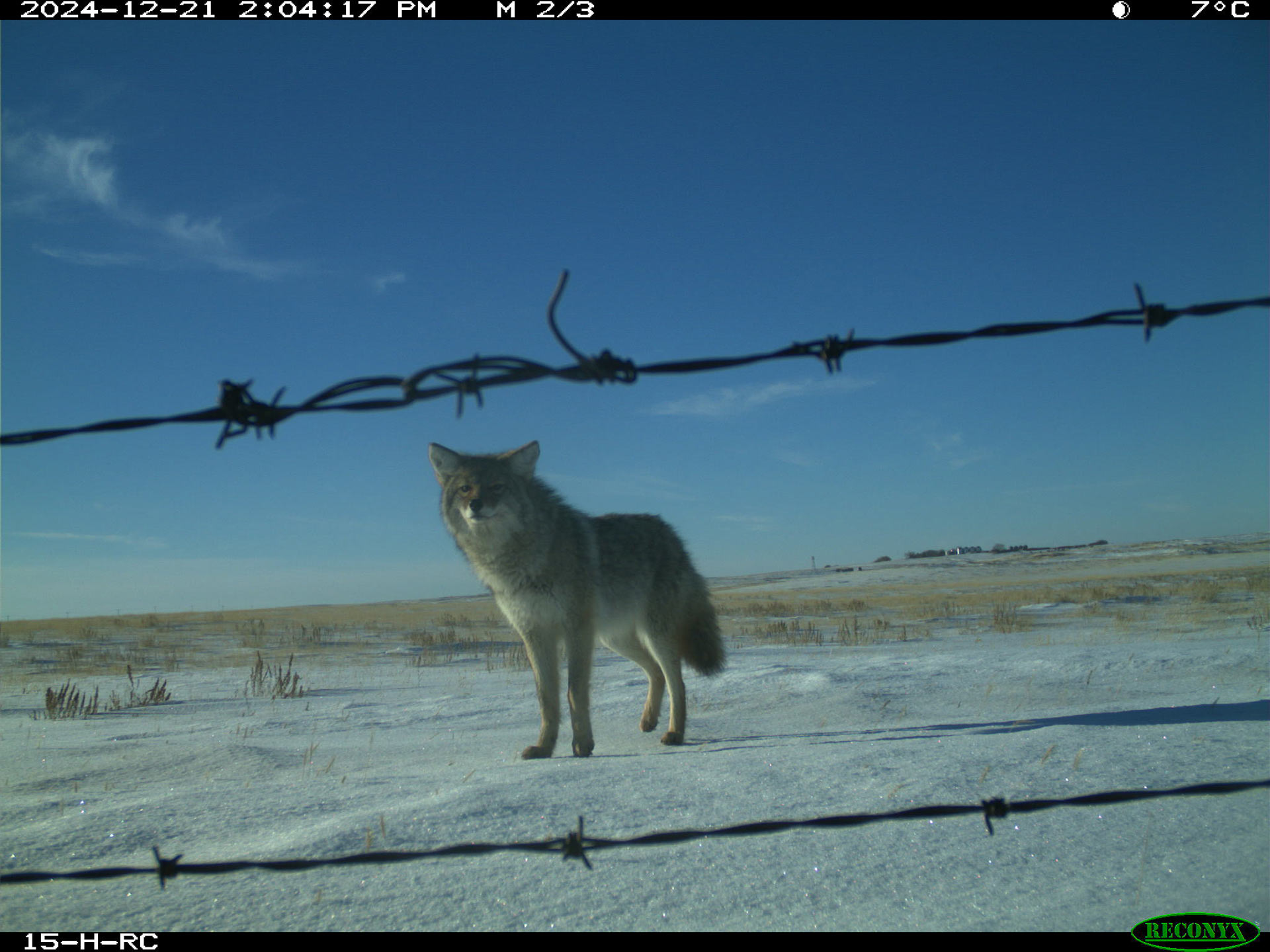 coyote-trail-cam.jpg