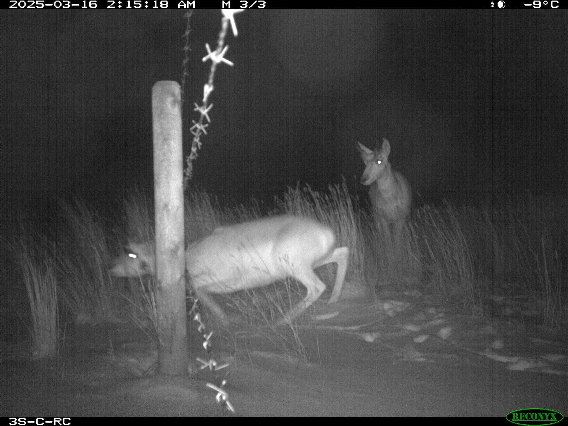 pronhorn-night-fence-trail-cam.jpg