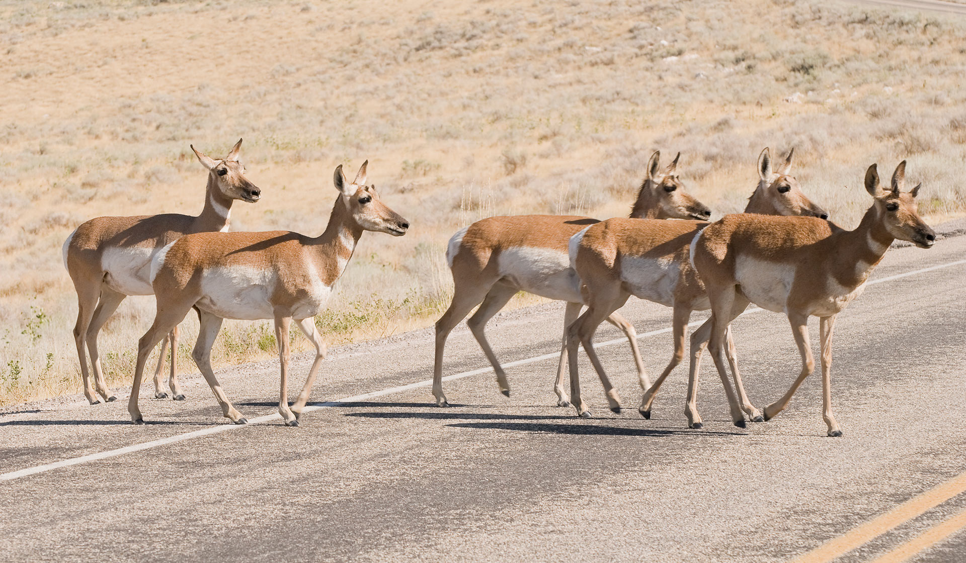 pronhorn-on-road-GettyImages-183364457.jpg