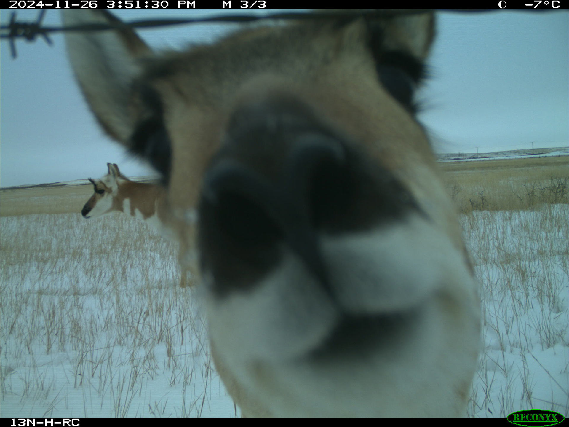pronhorn-trail-cam.jpg
