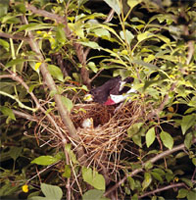 Rose-Breasted Grosbeak 