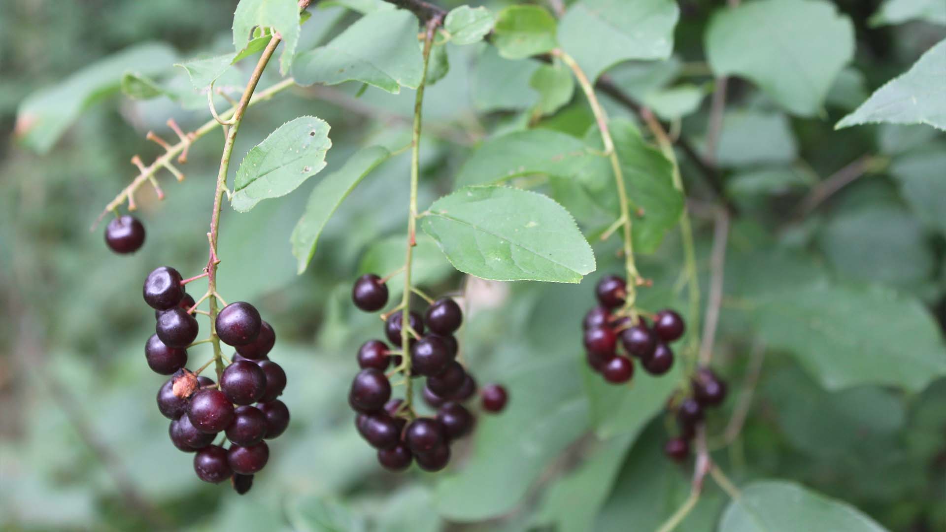 chokecherry-sarah-coulber-9.jpg