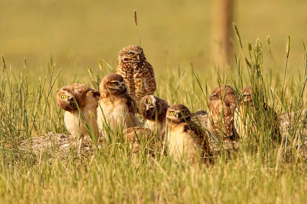 burrowing owls funny