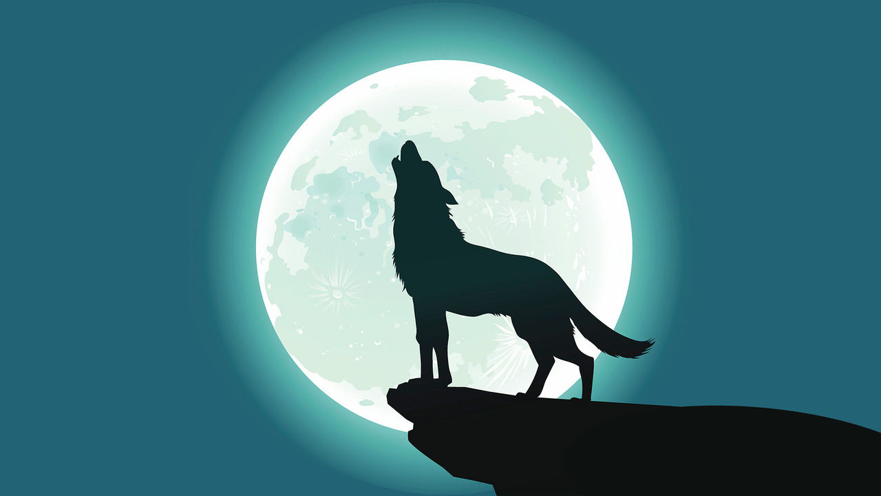 wolf howling at moon