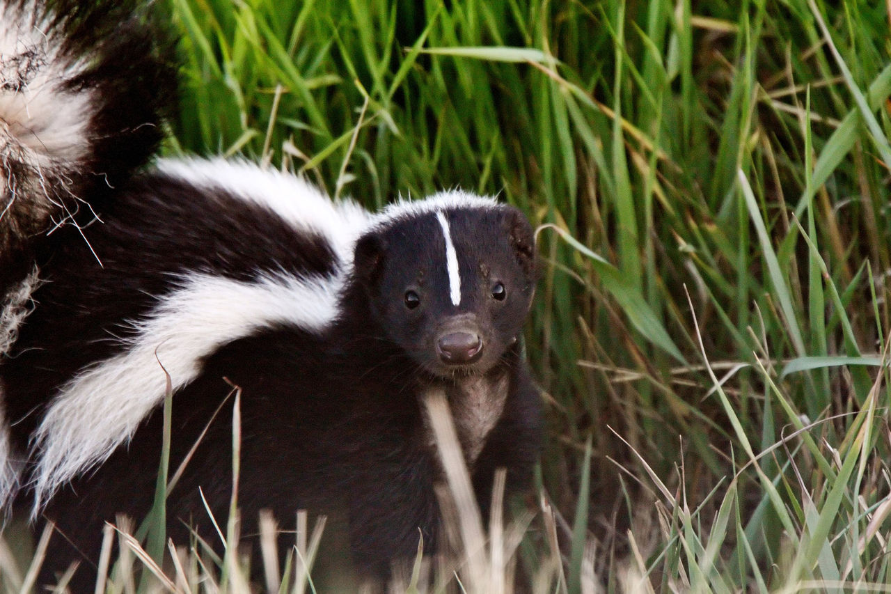 skunk