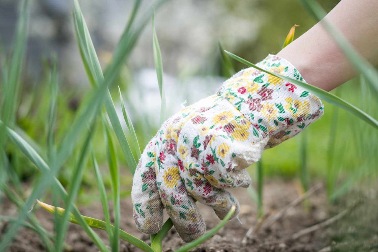 woman garden glove