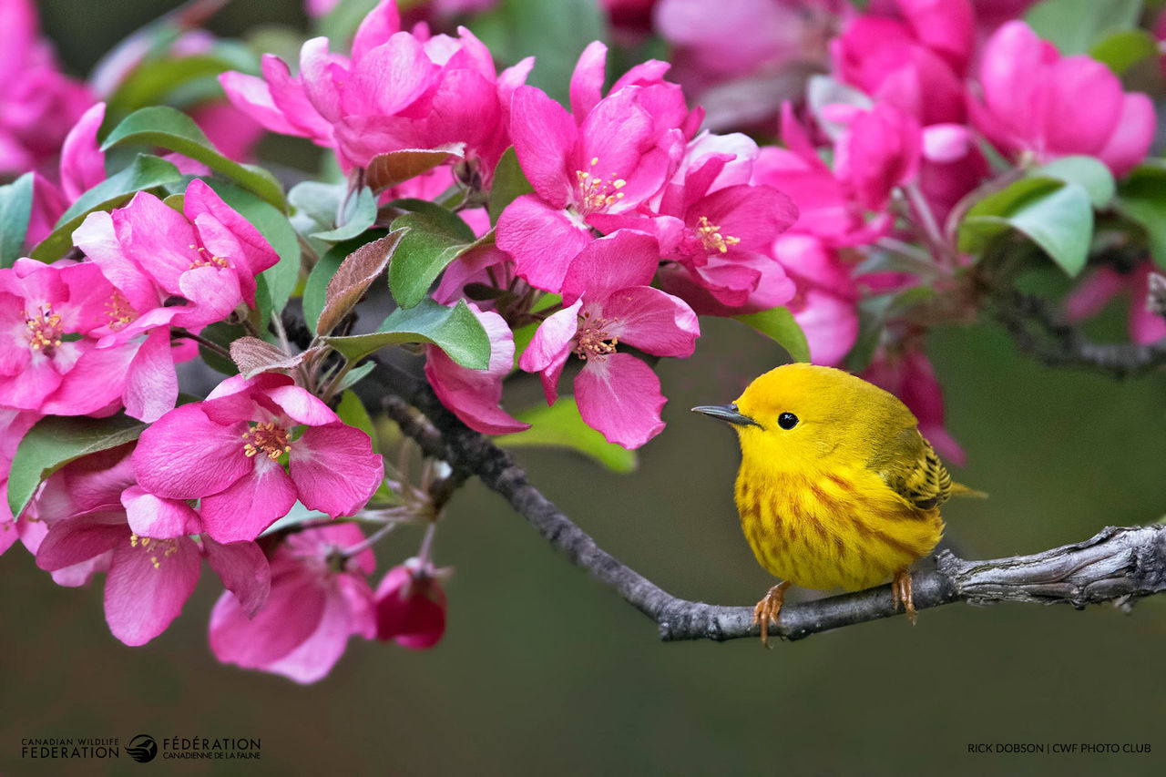 yellow-warbler-pink-blossom-spring-rick-dobson-ottawa-on.jpg