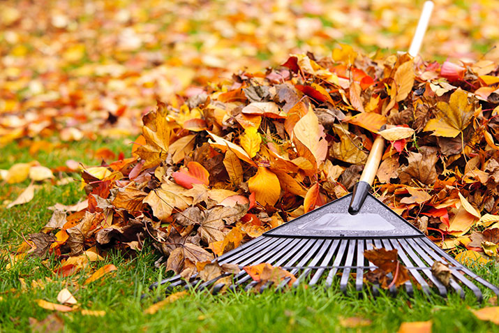Rake leaves