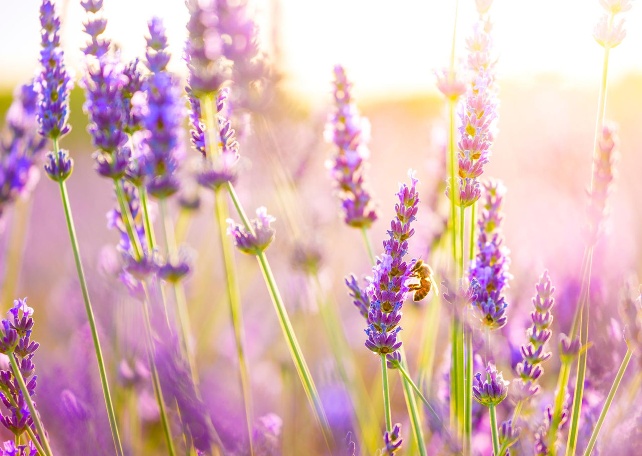 lavender bee sunset
