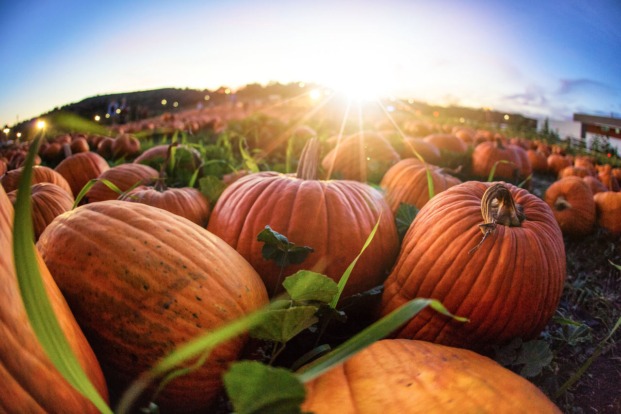 pumpkin field