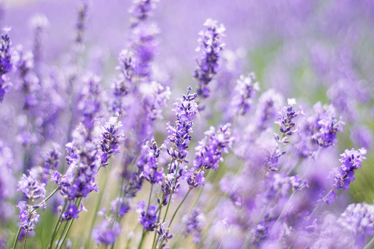 lavender flower hor purple