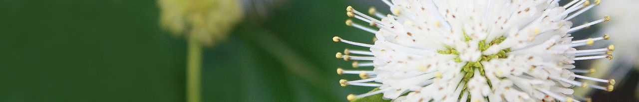 white flower