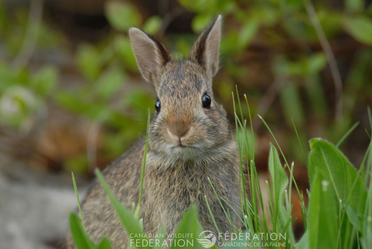 rabbit-lg.jpg