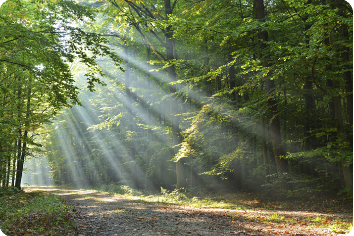 forest sunlight edges cut