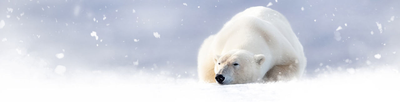 polar bear sleeping in snow hor