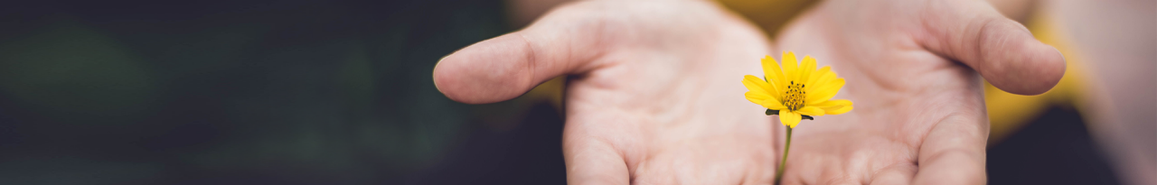 yellow flower in hand