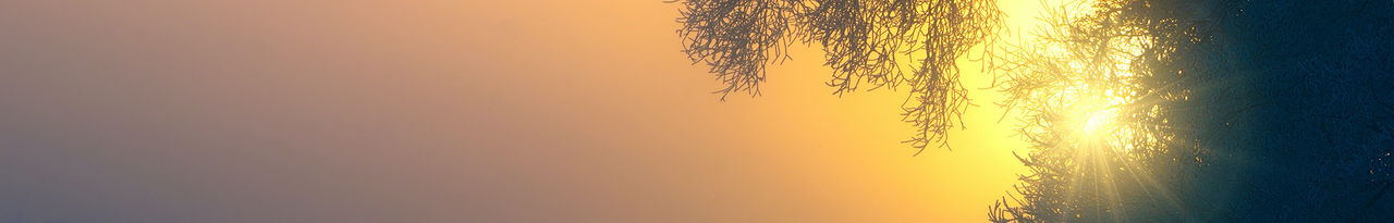 sun sunrise seen through tree