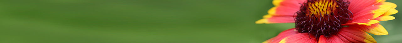 header medallion