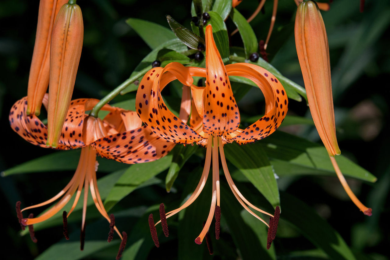 tiger lily