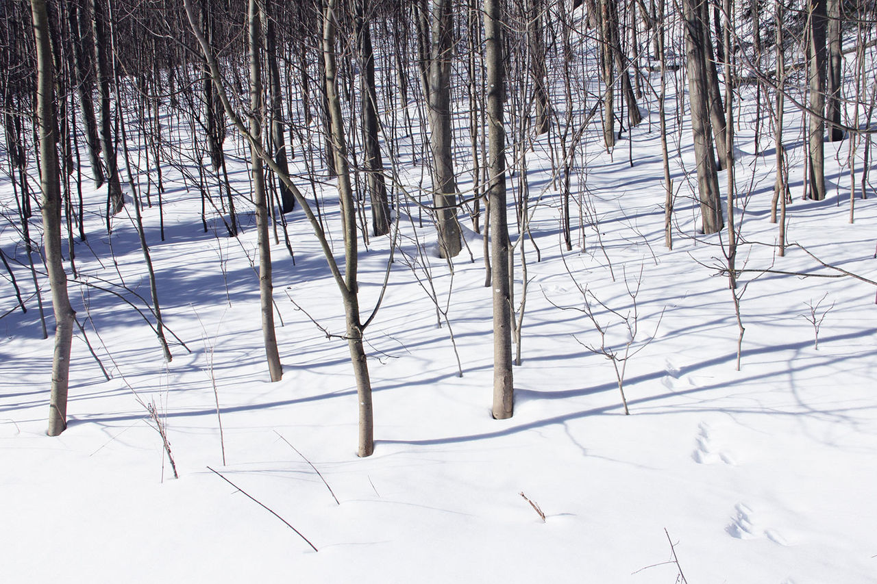 winter tracks snow forest