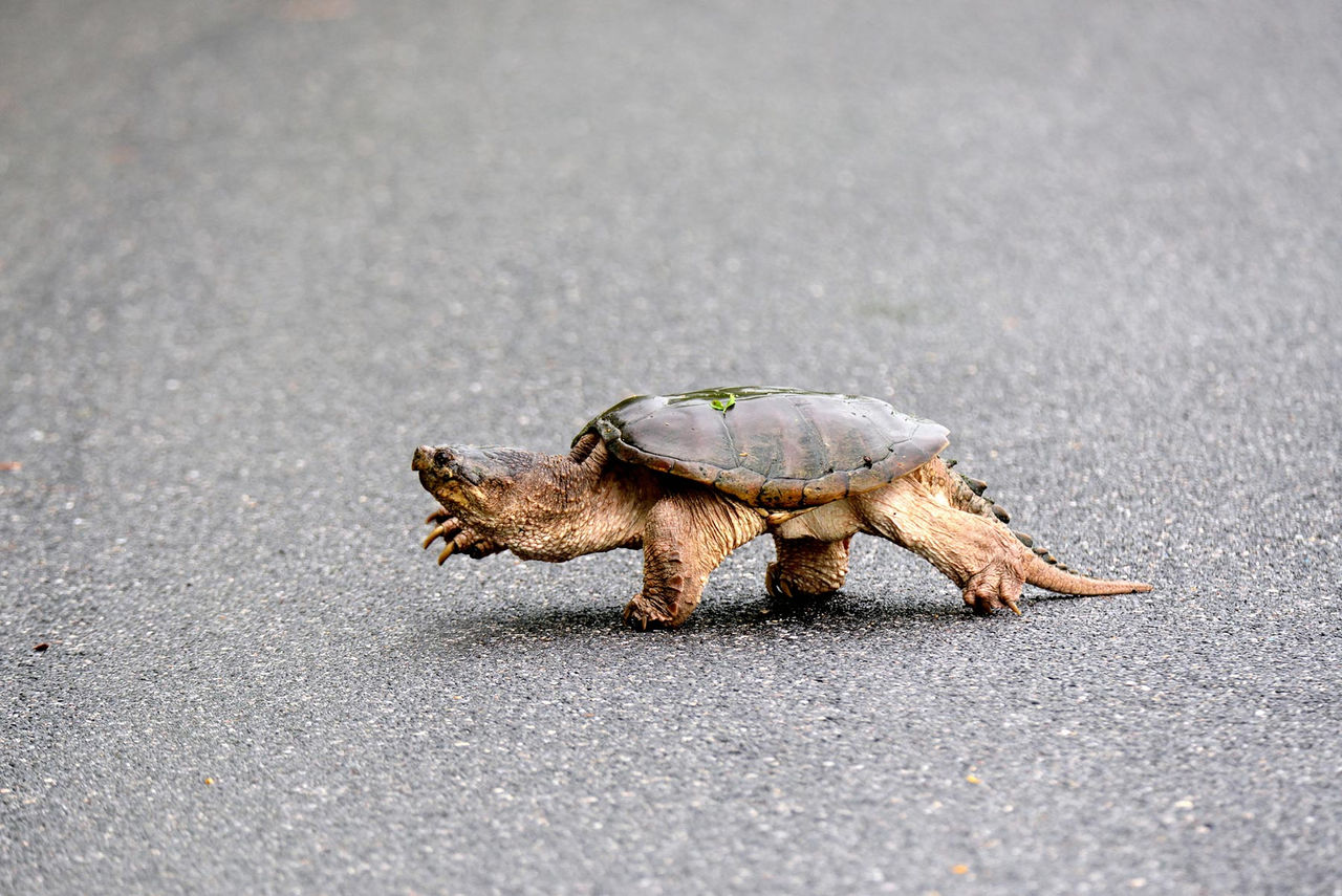snapping-turtle.jpg