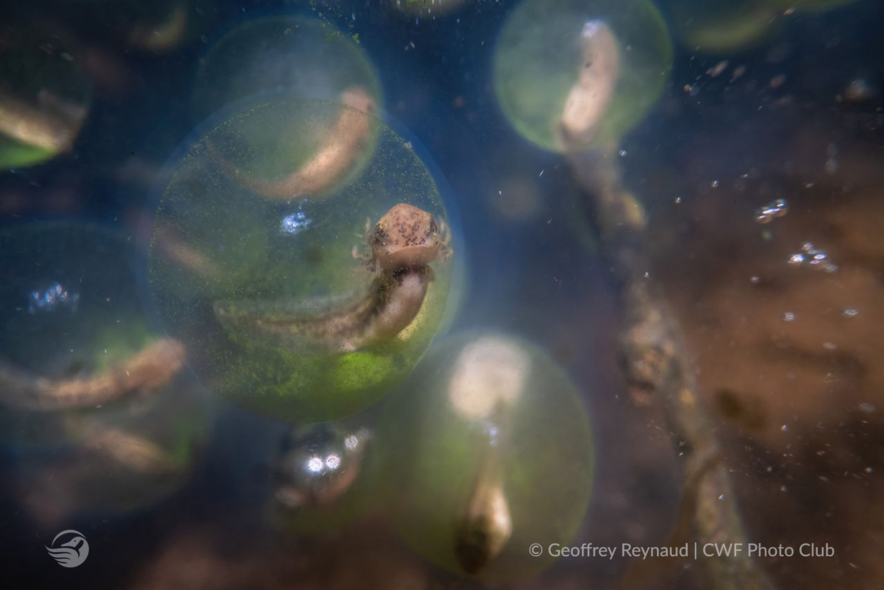 Grand-prize-runner-up-2021-Geoffrey-Reynaud-salamander-embryo