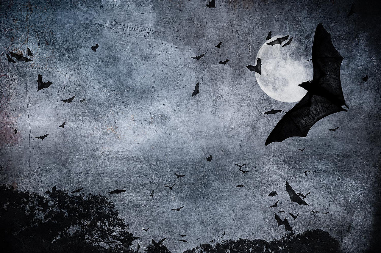 bat illustration night moon