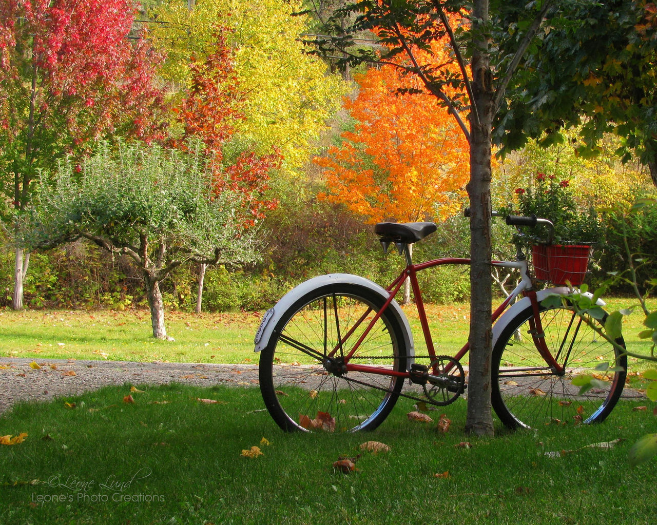 Bike and Autumn Trees lg