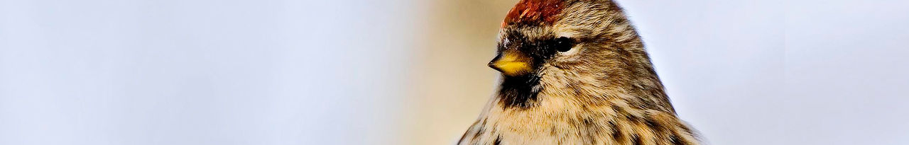 common redpoll