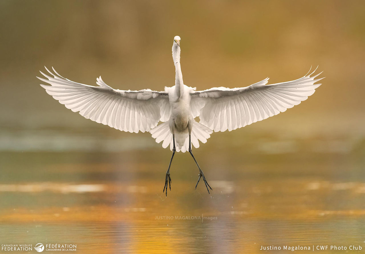 Justino Magalona Egret Landing Water