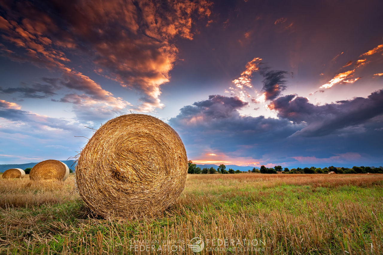 hay-field-farm-sunset-lg.jpg