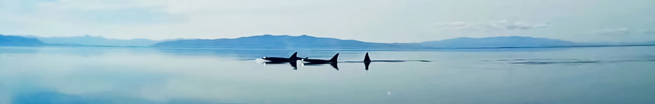 killer whales 