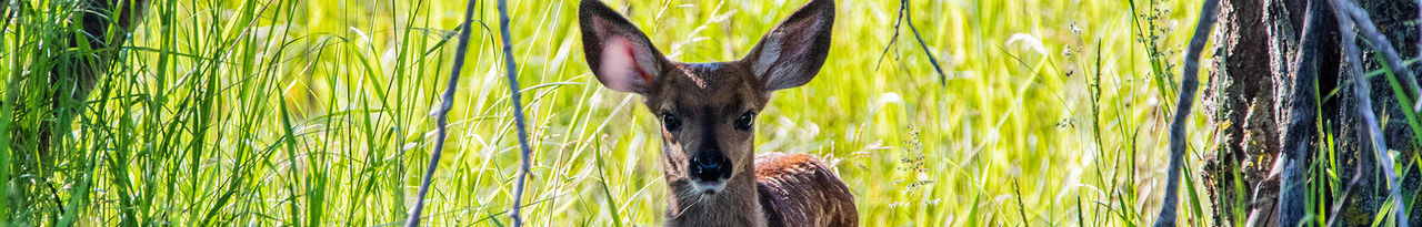 mule deer