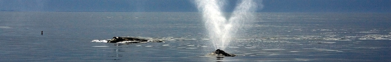 north atlantic right whale