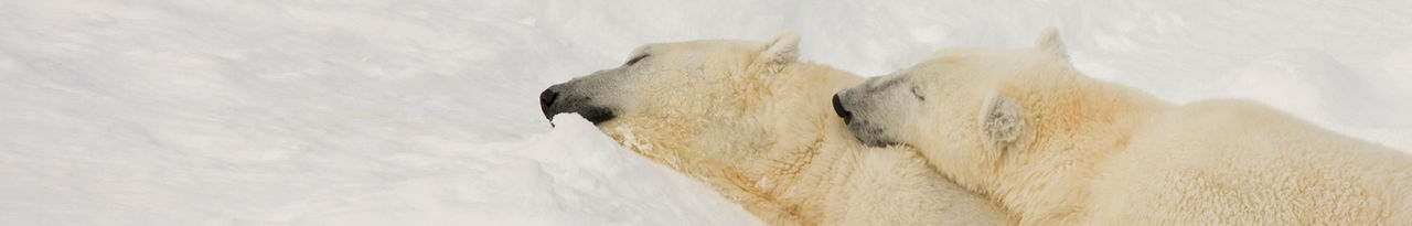 polar bear
