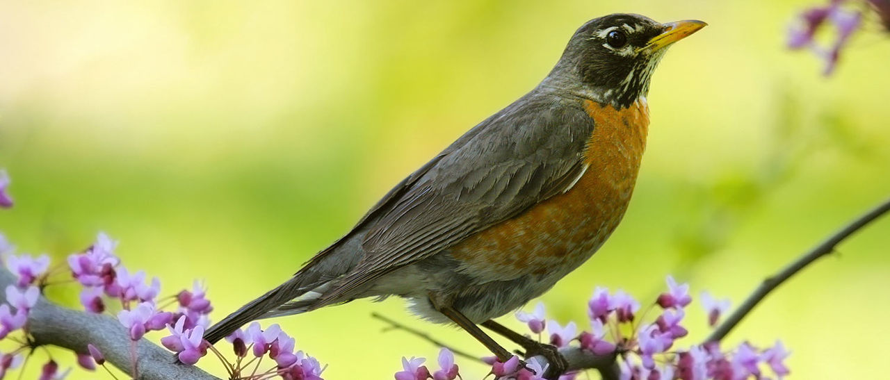 robin-spring-purple-flower-hor.jpg