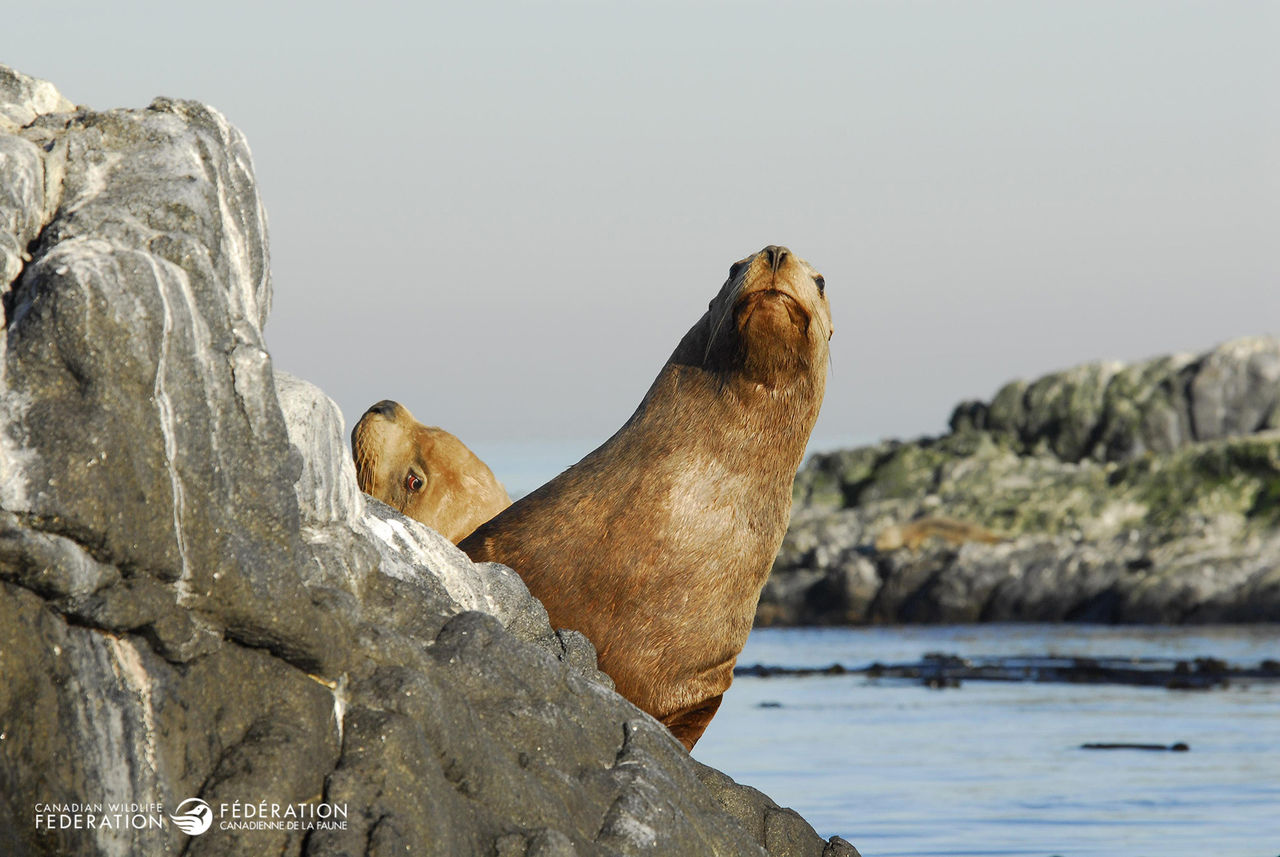 cim-MacDonld-sea-lion
