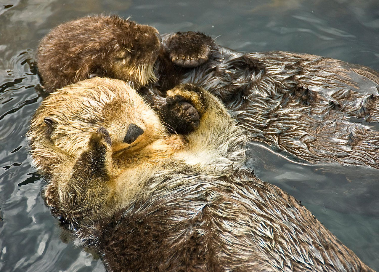 sea otters 