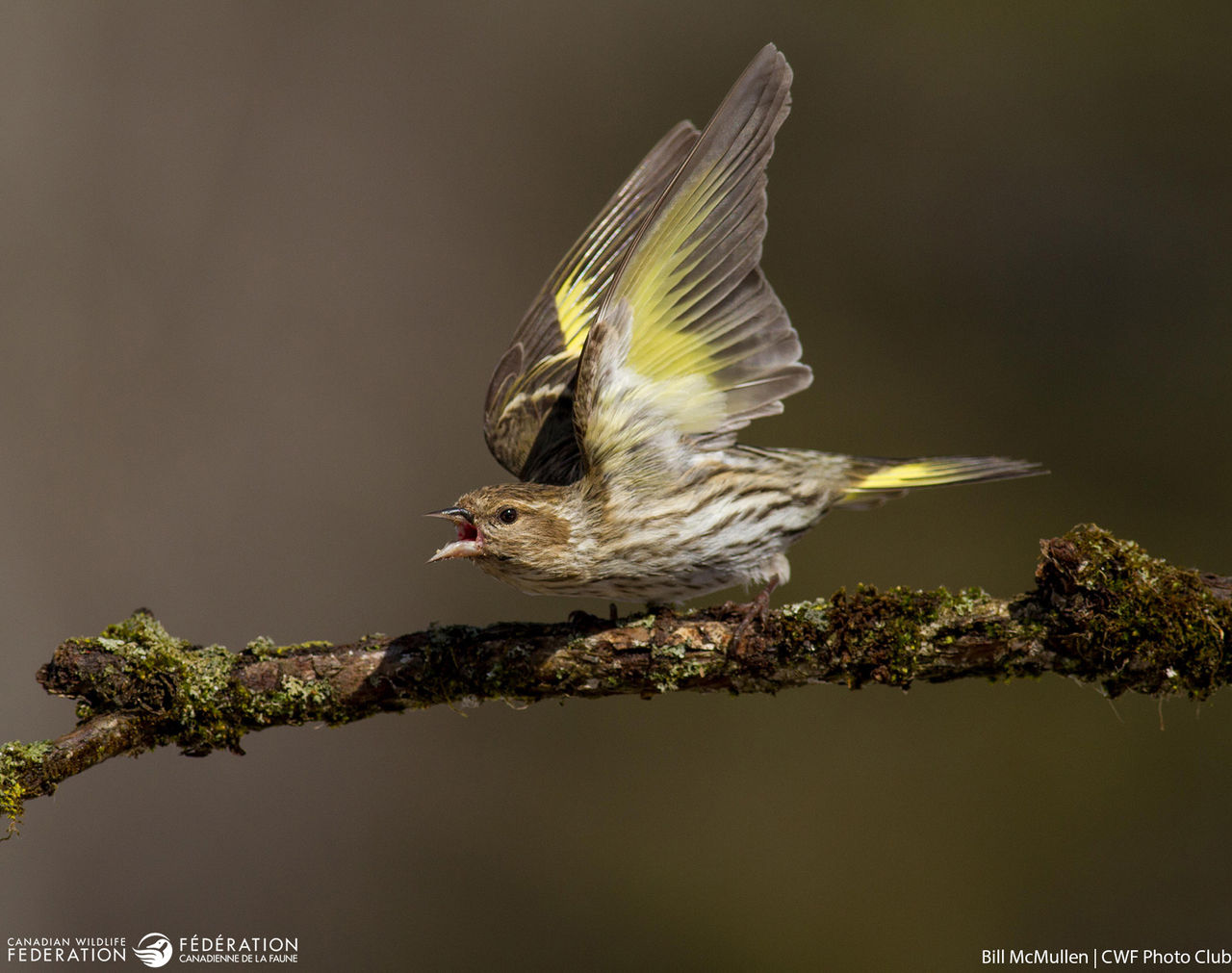 bill-mcmullen-siskin-finch.jpg