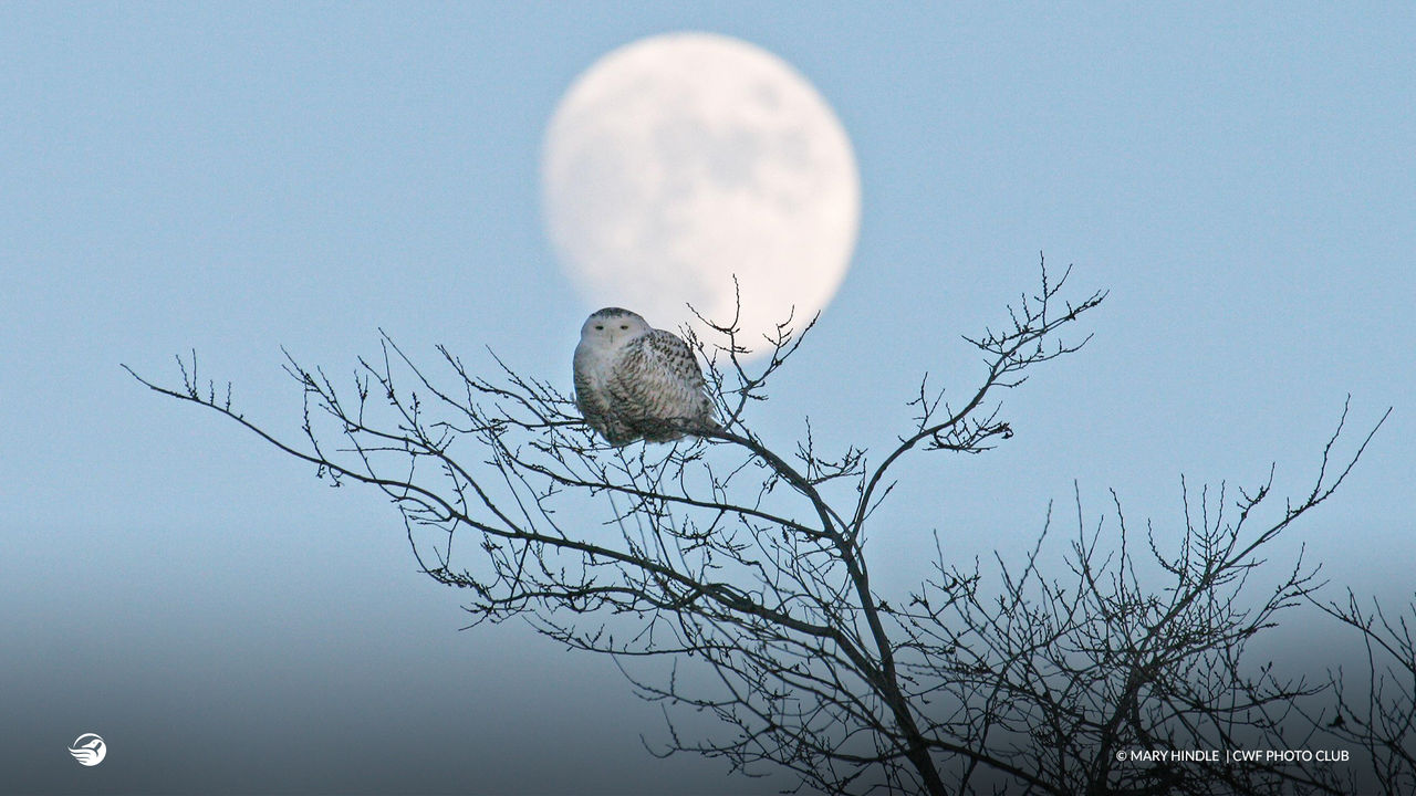 snow owl on tree