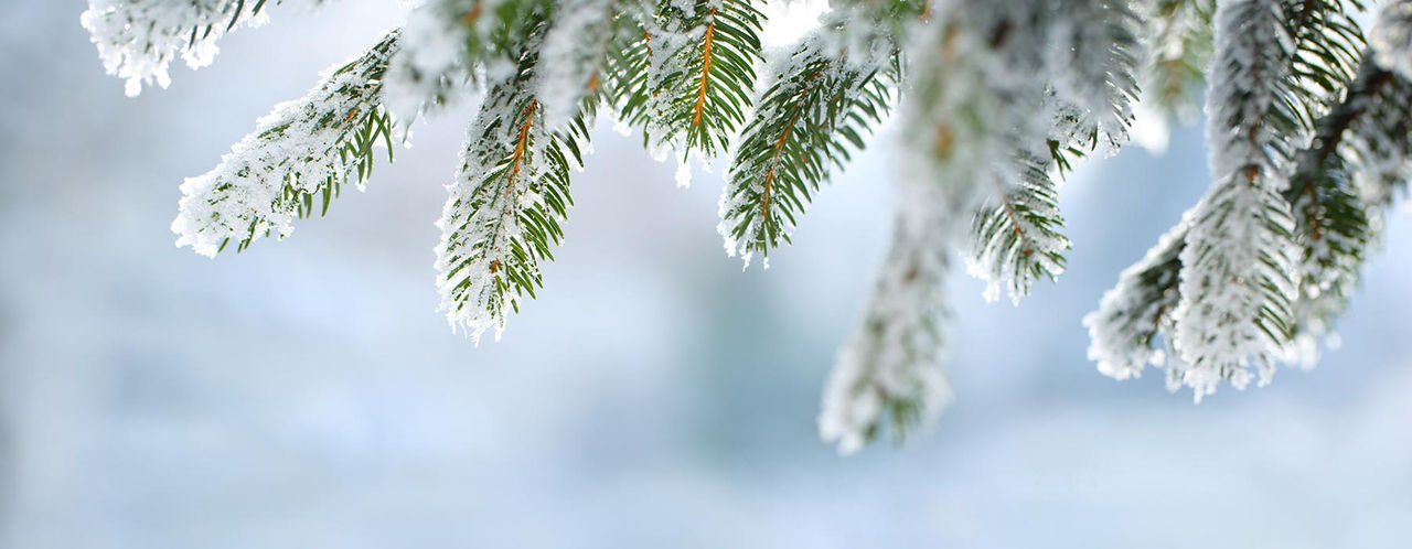 evergreen-snow-hor.jpg