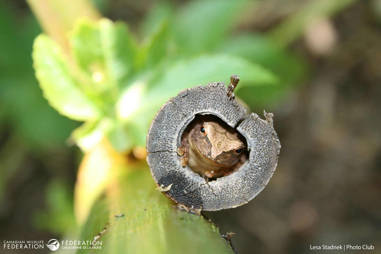 Lesa Stadnek - Tree Frog