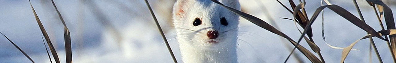 white, mink, header 