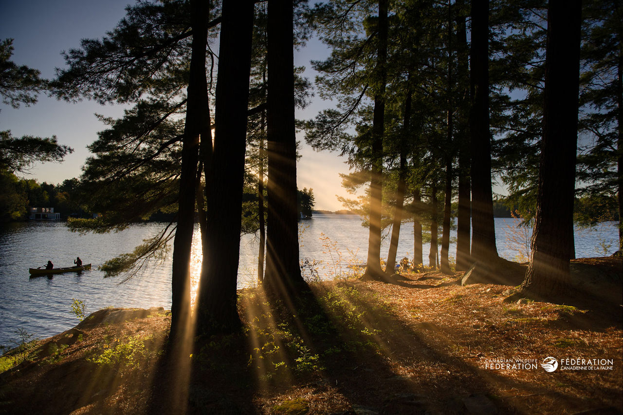 sunset forest lake