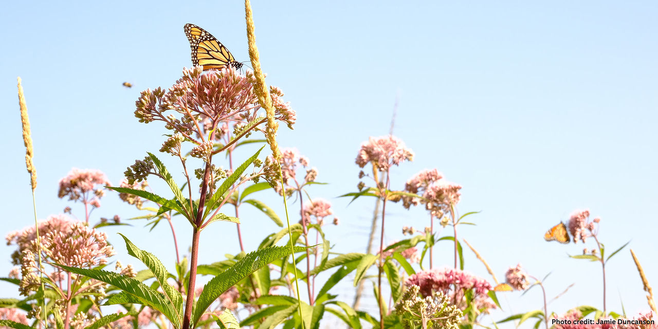 jamie duncanson milkweed monarch