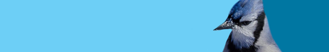 blue jay webinar header